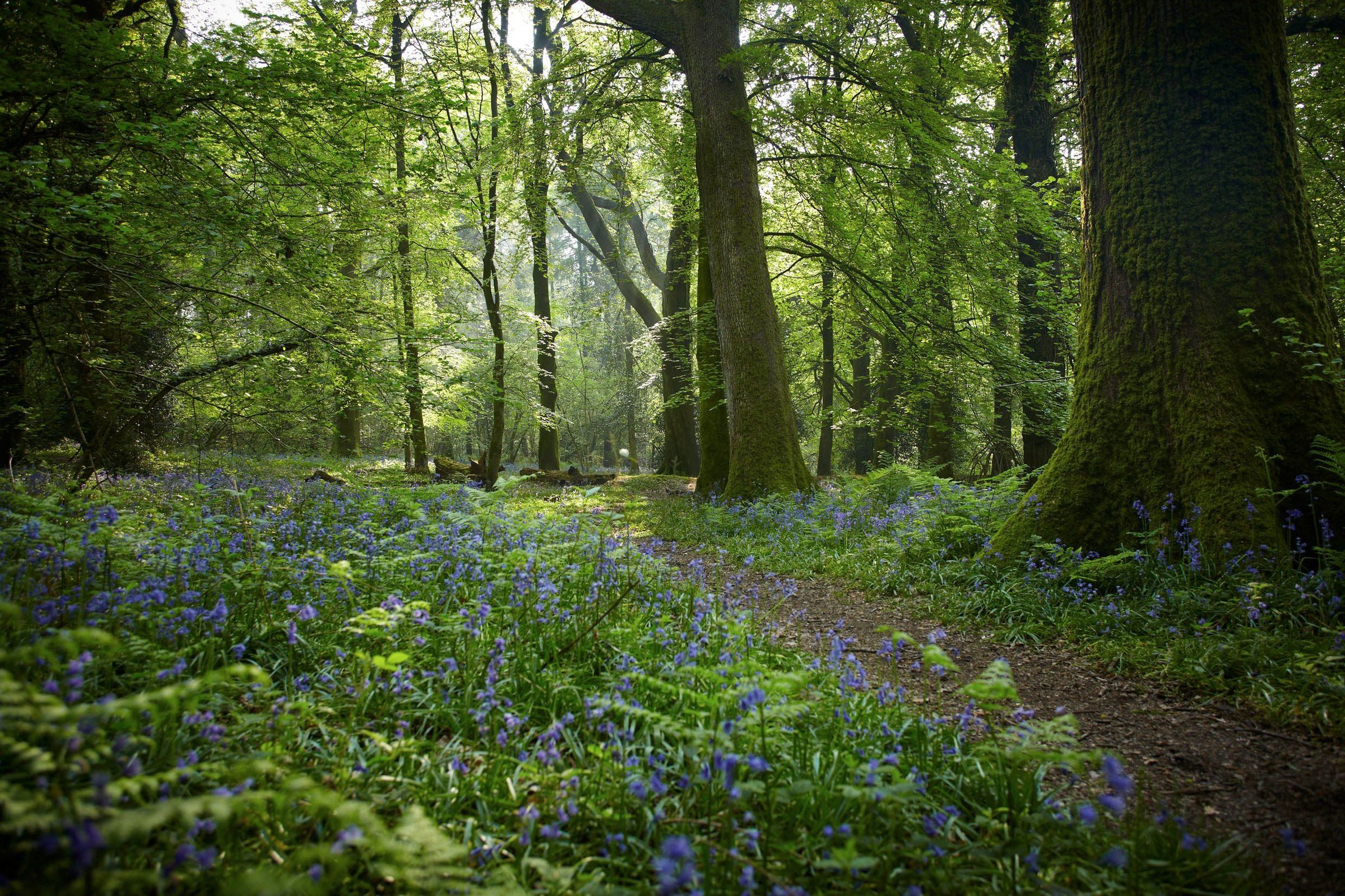 Experience the bluebells in Hampshire