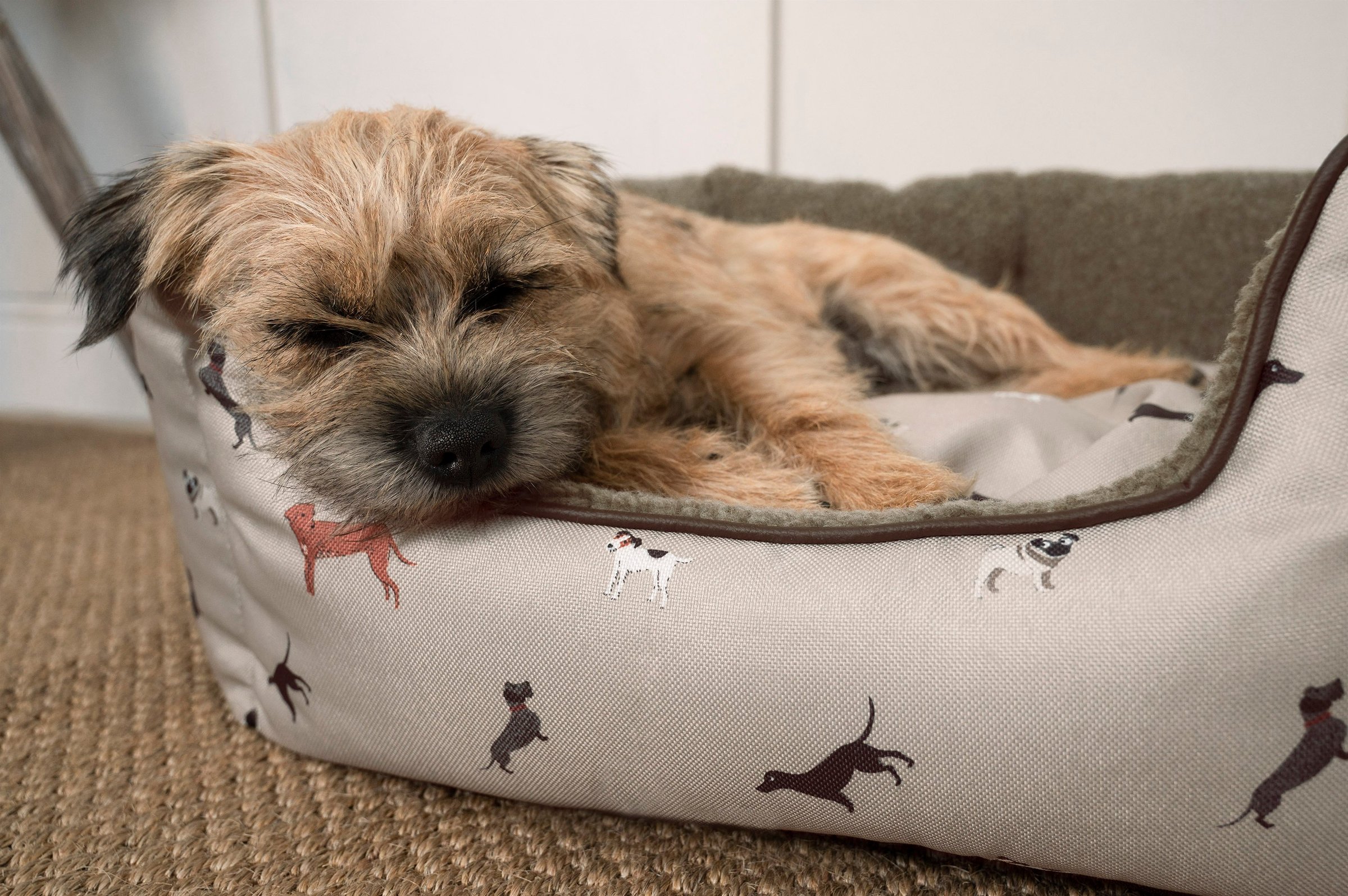 10 dog essentials to take on holiday