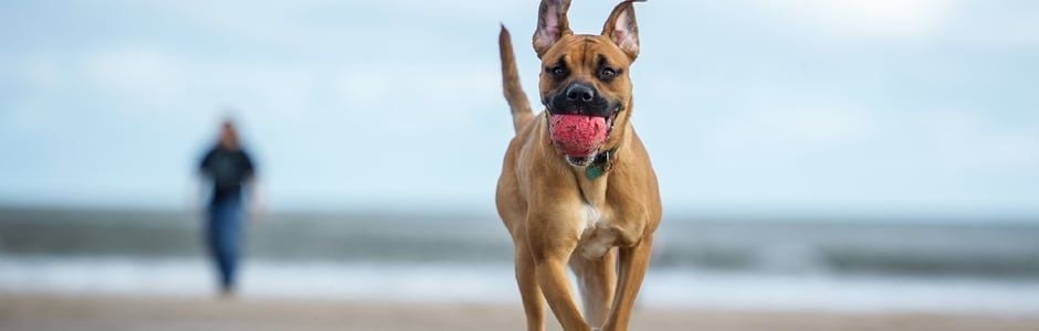 10 dog friendly beaches for your summer holiday