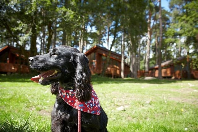 10 reasons why dogs love the forest