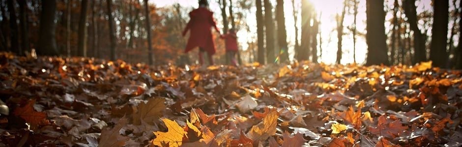 10 beautiful autumnal forest images 