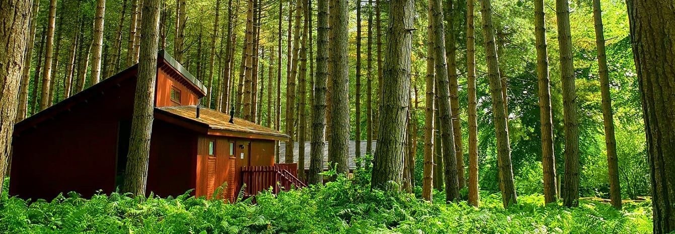 How to choose your cabin in the forest