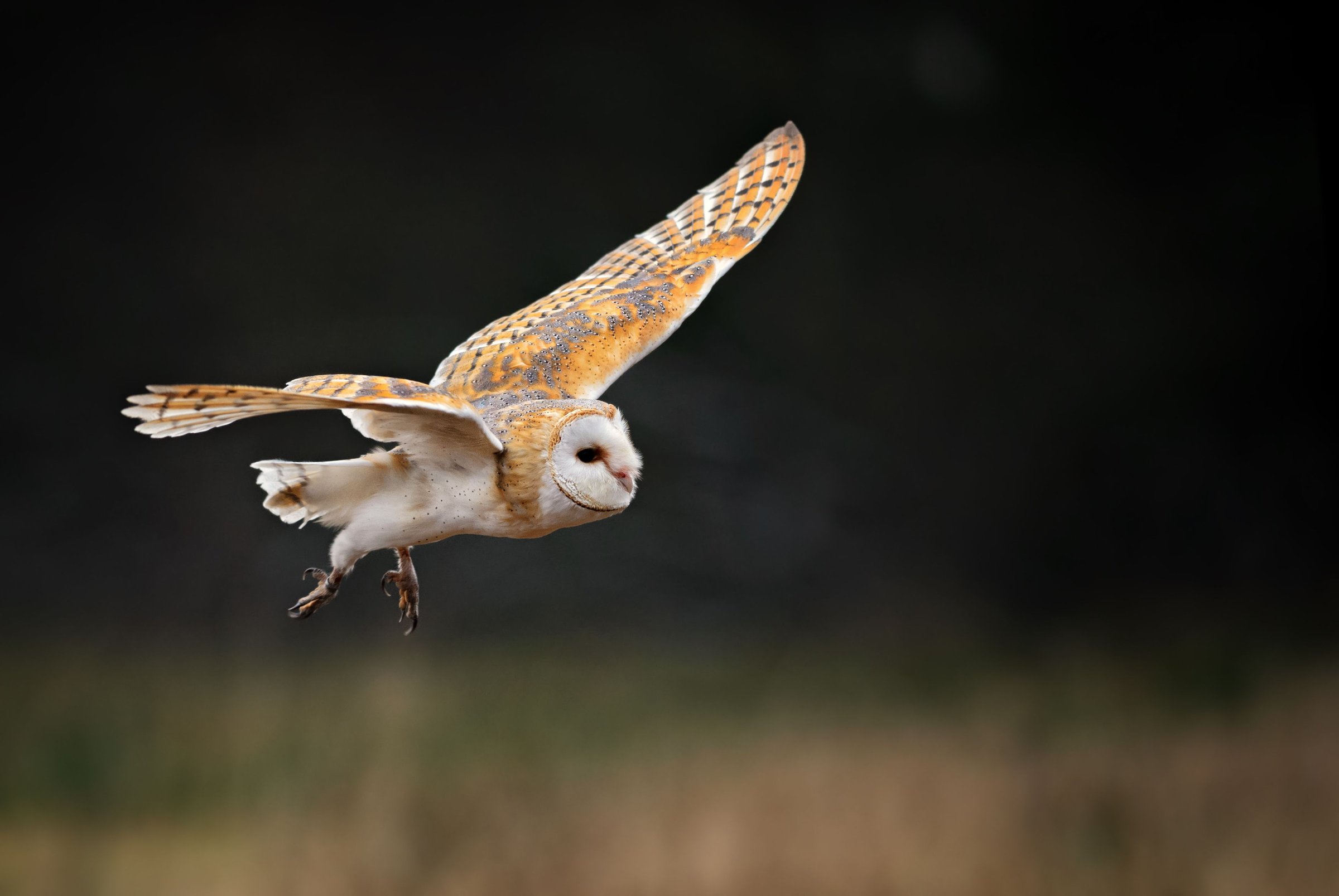 January star species: The Barn Owl