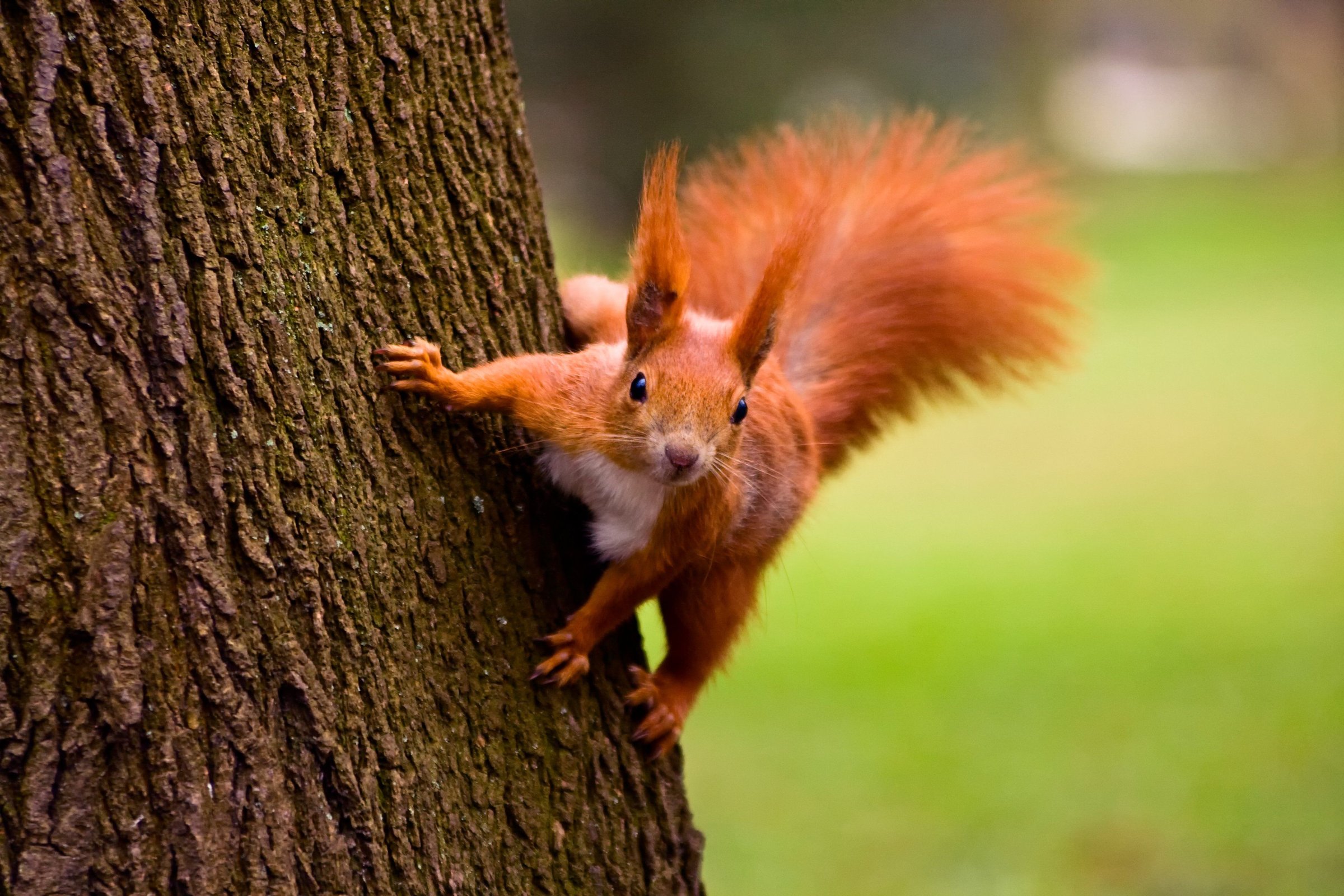 Why do we love red squirrels?