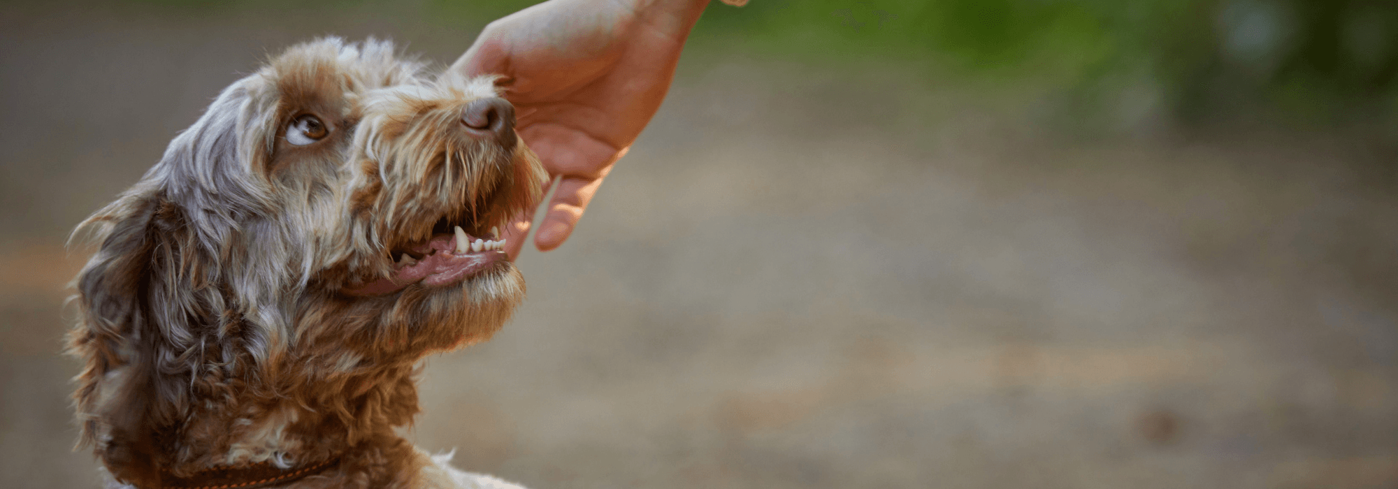 Dog friendly hideaways