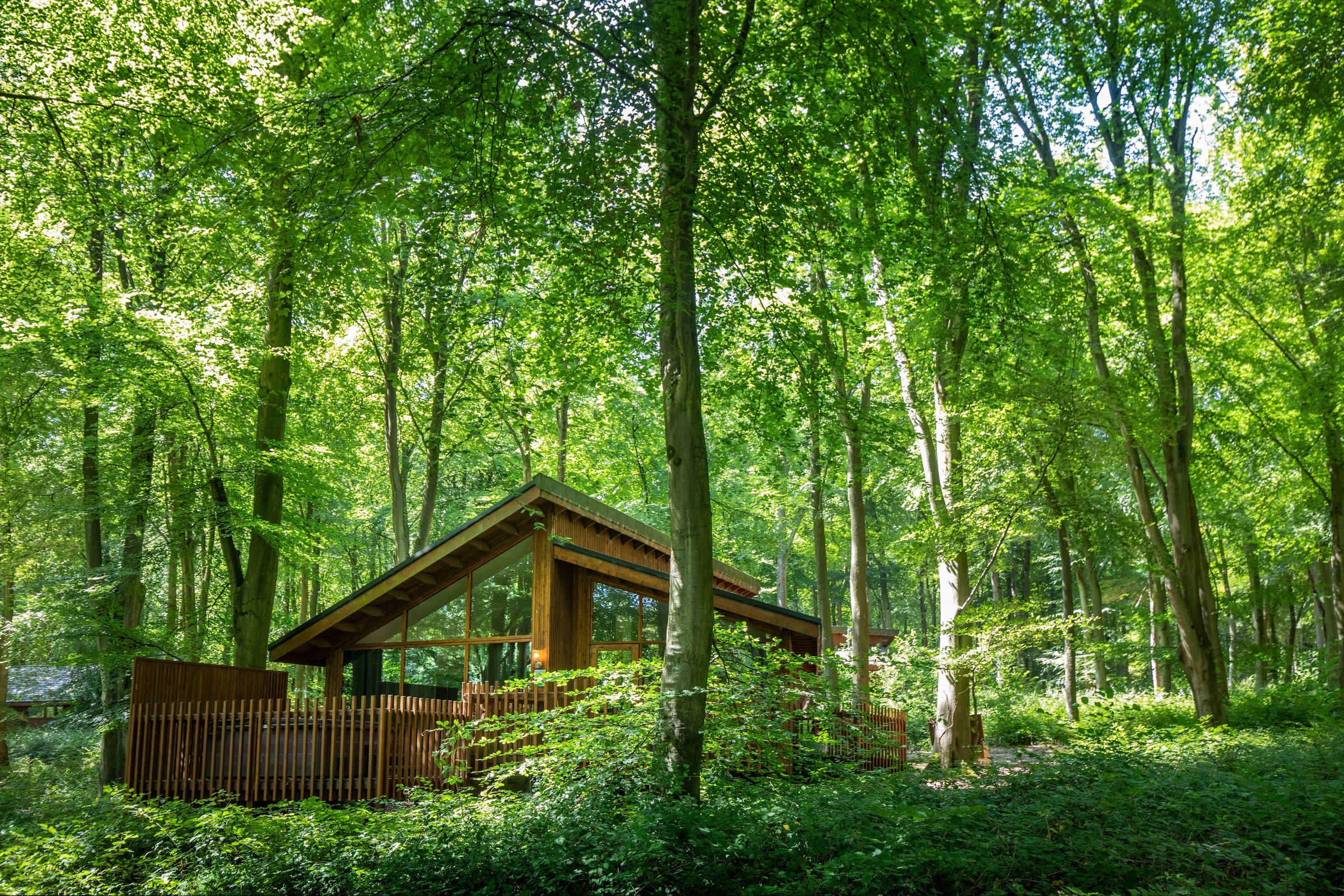 Plan your visit at Blackwood Forest, Hampshire