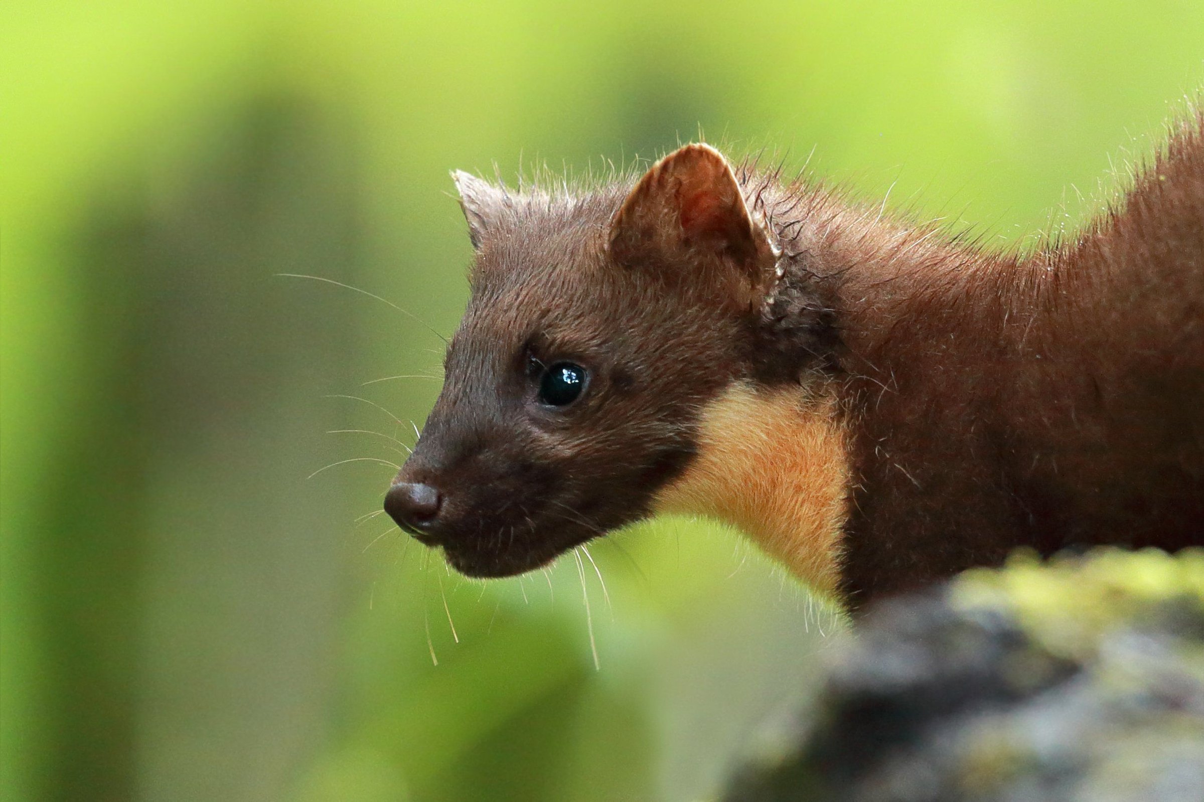 Expert guide to pine martens