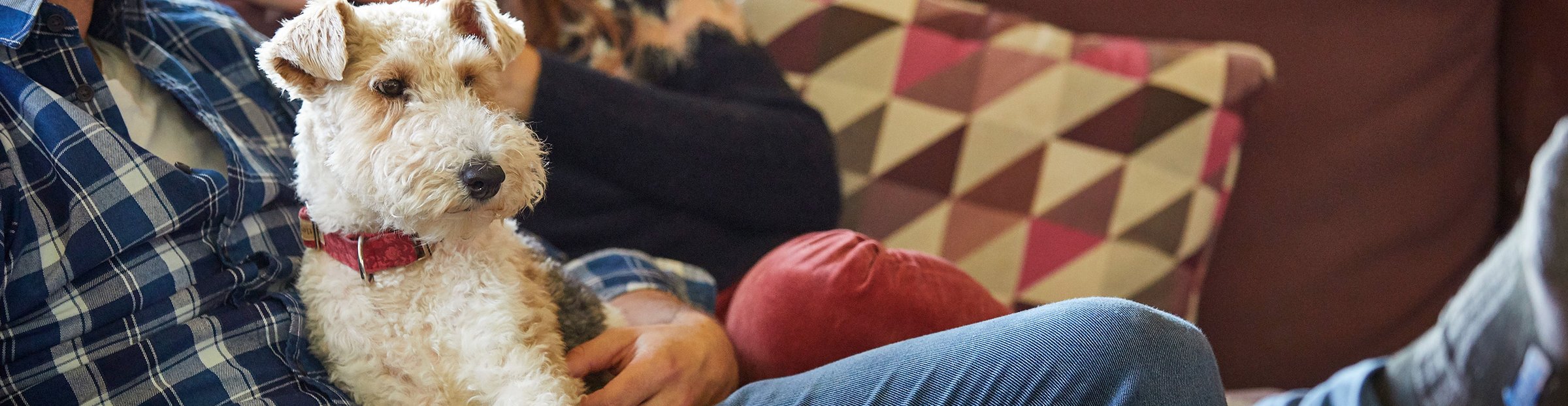 Pet-friendly staycations  