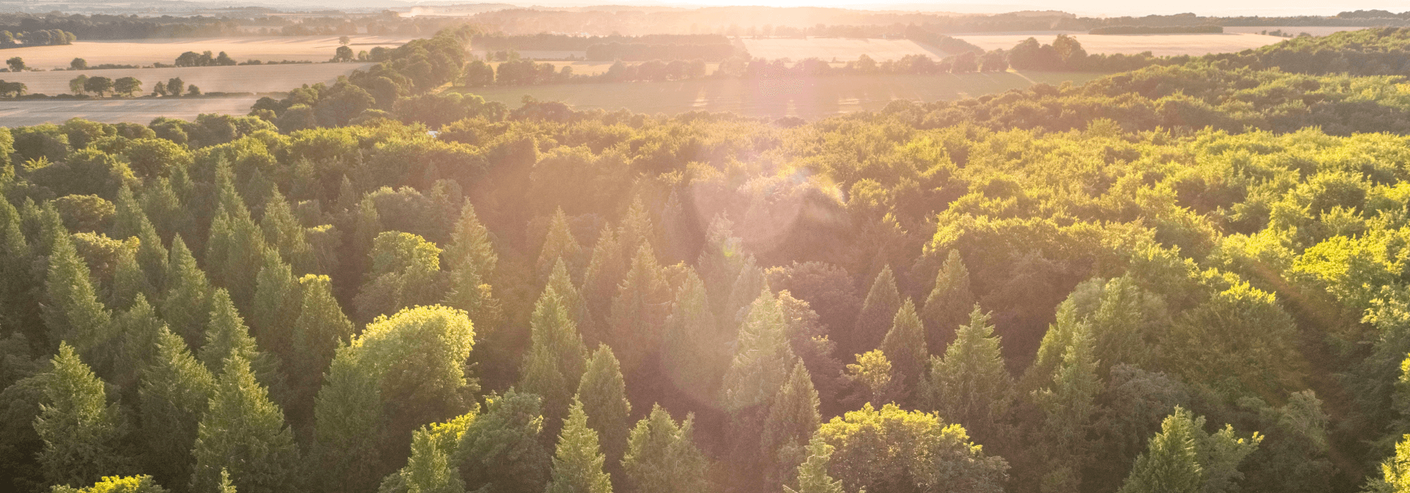 Find your Forest Feeling