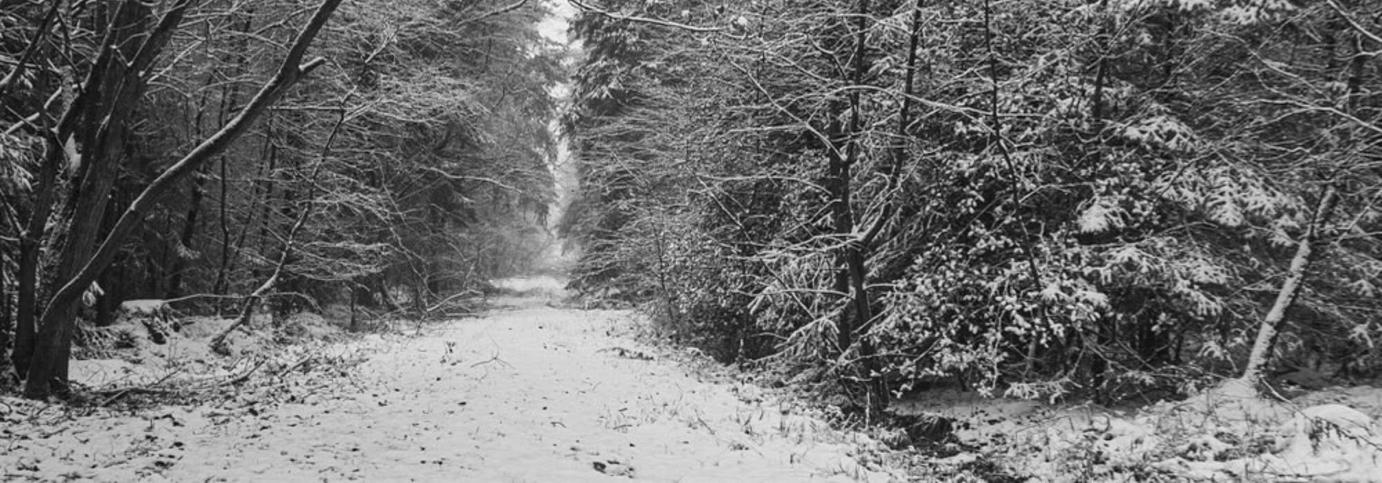 Our first Christmas in Glentress Forest