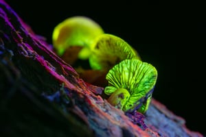 Nature by Night