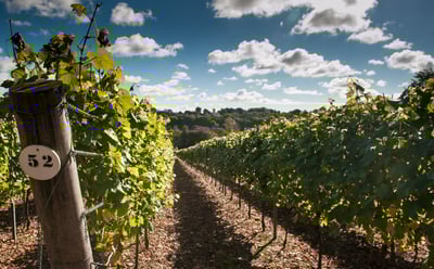 Hampshire vineyard tour