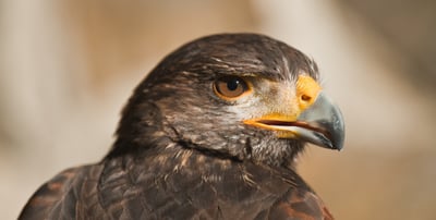 Meet the birds experience
