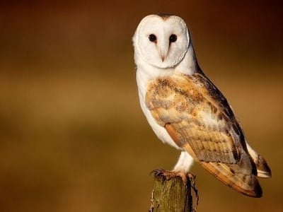 Family falconry experience