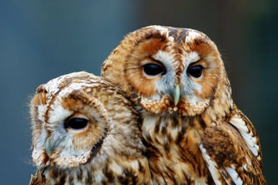 Junior owl experience
