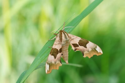 Delamere Forest Moths & Butterflies