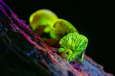 Nature by Night