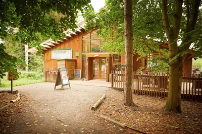 Forest Retreat