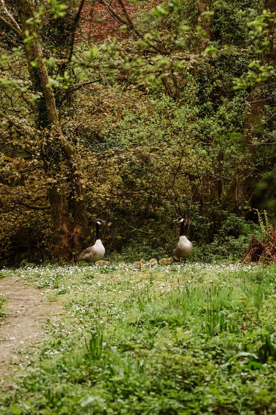 Ducks at Deerpark, Forest Holidays