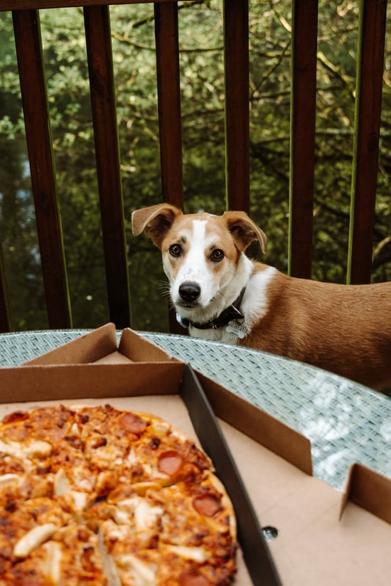 Dog and pizza night pack at Forest Holidays