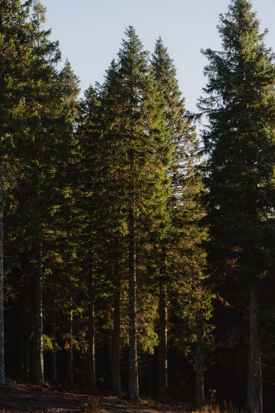 Glentress Forest trees
