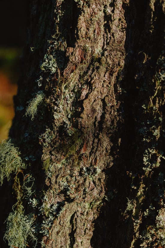 Close up of tree bark