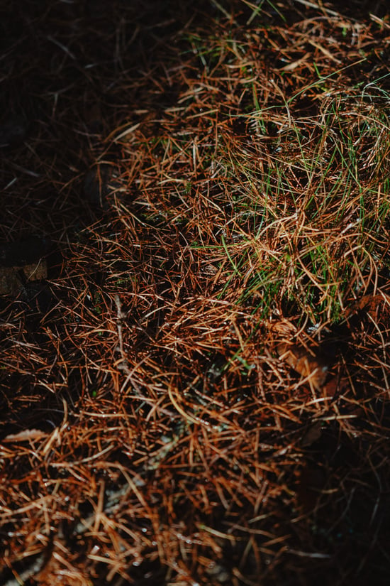 Close up of foliage