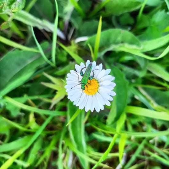 A bug on a daisy