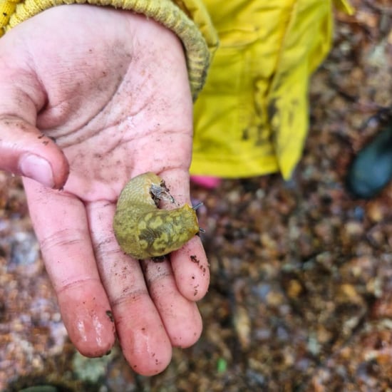 A snail on a childs hand