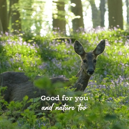 Deer in the forest image with text overlay 