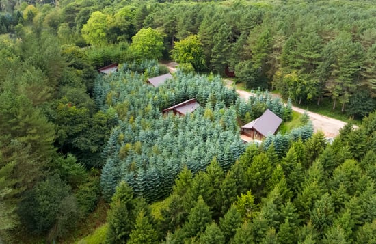 Aerial view of the log cabins at Delamere Forest, Forest Holidays