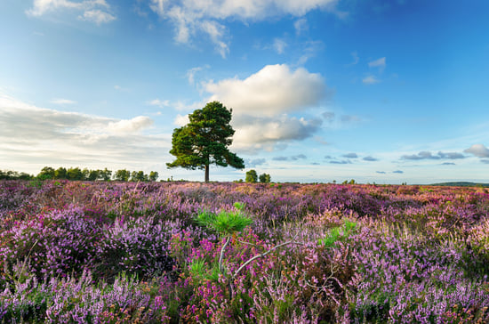 New Forest countryside in bloom 