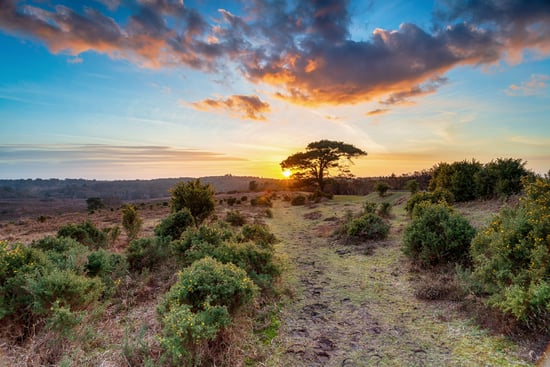 Sunset over the new forest in Hampshire