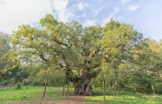 Major Oak tree in Nottinghamshire