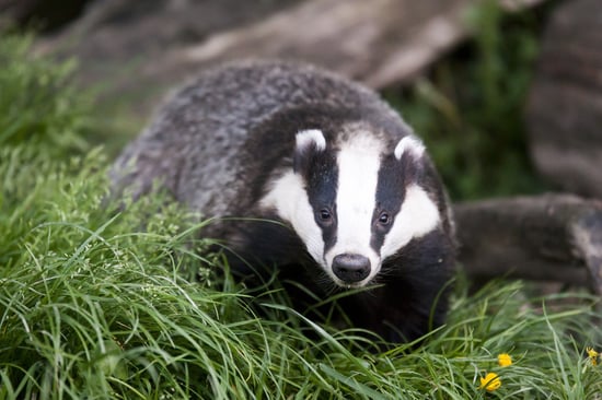 A badger sat on the grass