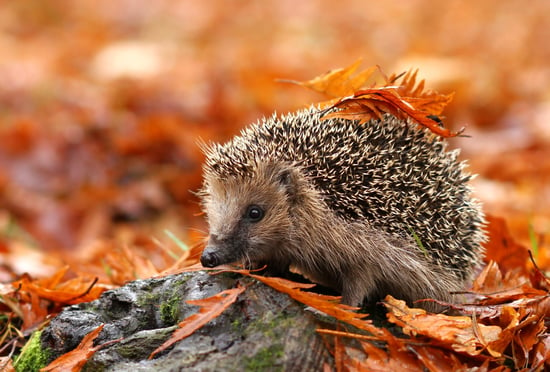 A Hedgehog sat in a pile of autumn leaves