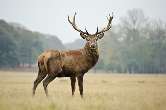 Red Deer stood in a field