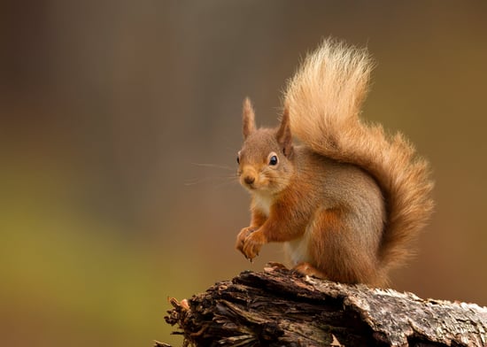 A red squirrel perched on a log