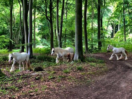 Horses in the forest at Blackwood Forest