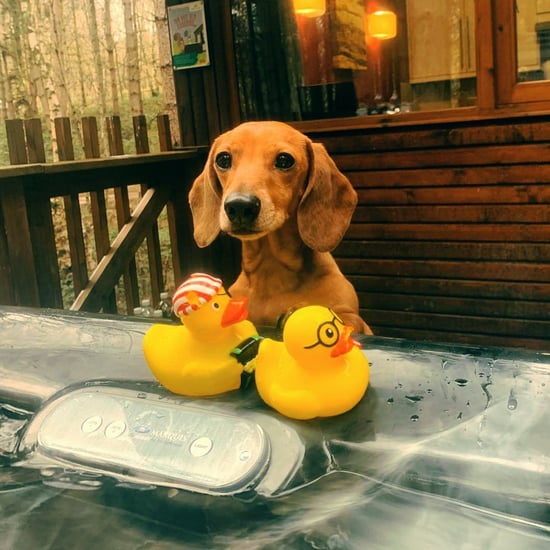 Dog sat next to the hot tub at Sherwood Forest, Forest Holidays by @charlotte_mary