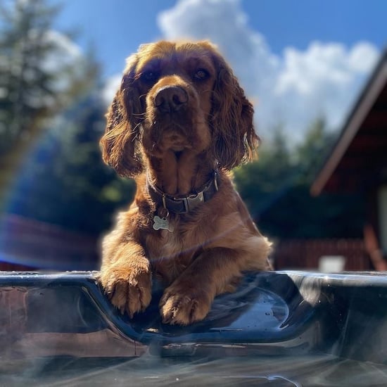 Dog sat next to the hot tub at Forest Holidays by @olive.photography.by.franky