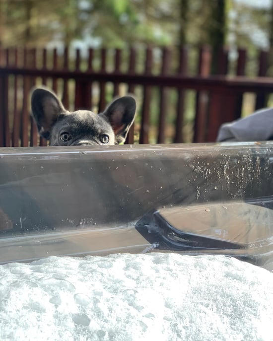 French bulldog looking at the hot tub at Forest Holidays