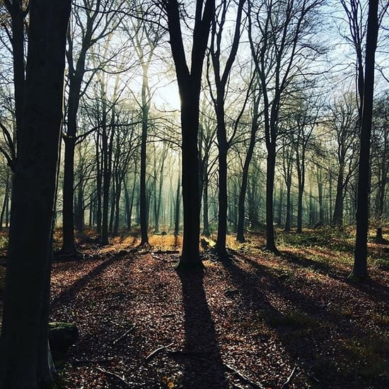 Forest view by @jannouveau