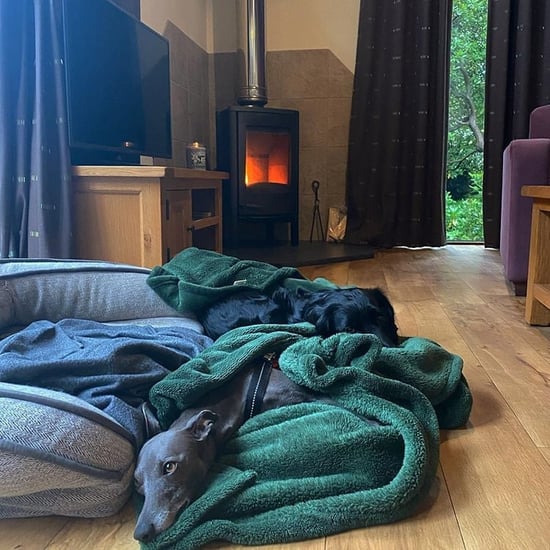 Dogs snoozing in front of the log burner at Keldy, Forest Holidays