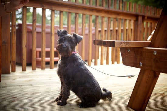 Dog sat on the decking at Forest Holidays