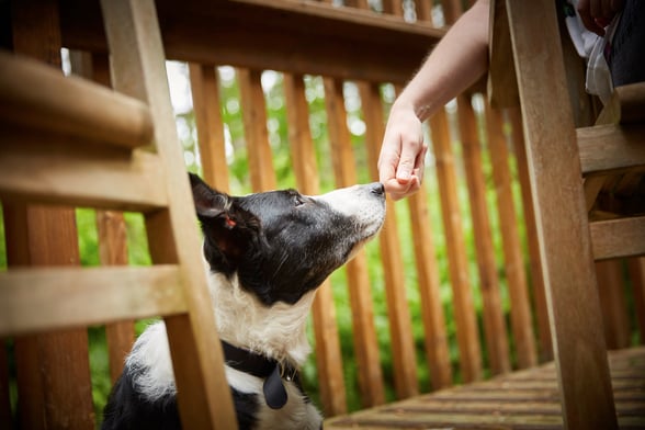 Doggy dining hamper