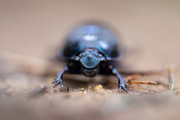Small but mighty