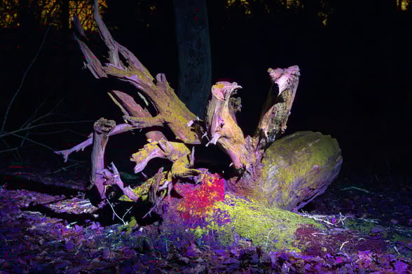 Forest secrets uncovered