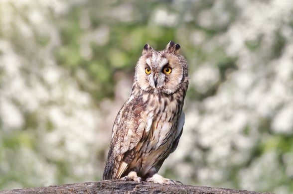 Long eared owl surveys