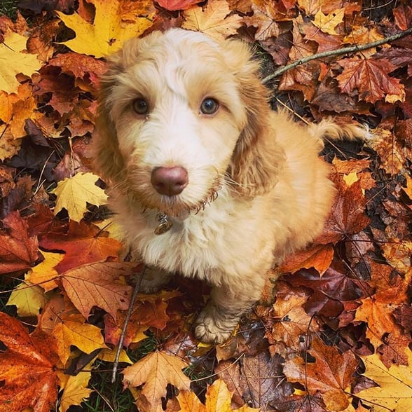 Pet-friendly treehouse cabins